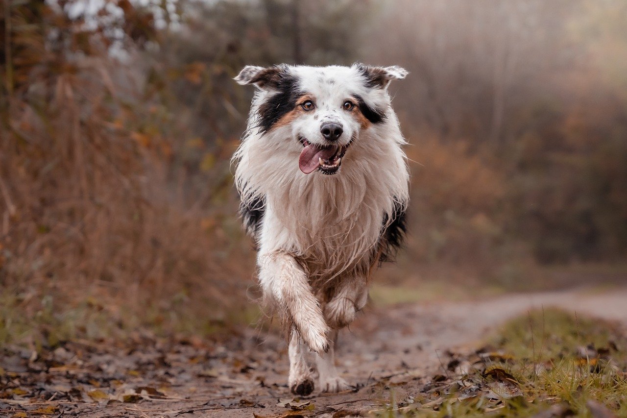 Tips for Helping Your Dog with Travel Anxiety